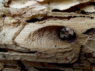 Wood surface of the sun cast long. The surface is cracked and brown. A beautiful pattern.