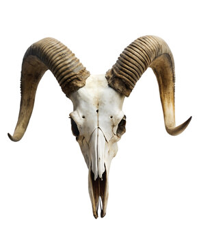 wild life animals decorative element of mountain goat skull with horns