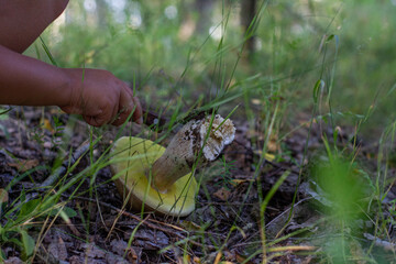 During the mushroom season, the child cut a large edible mushroom. Close-up. A child found a large edible mushroom while walking in the forest. Mushroom picking concept.