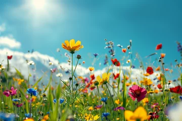 Fotobehang Colorful wild flowers in a field with blue sky and sun shining on them. © Ceric Jasmina