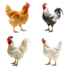 Raamstickers chicken and hen © Brian