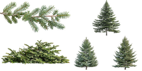 Douglas fir Tree isolated
