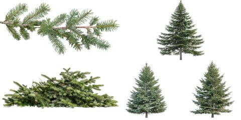 Douglas fir Tree isolated