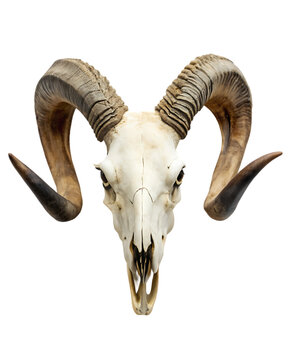 wild life animals decorative element of mountain goat skull with horns