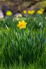 A macro shot of a narcissus flower in the park. A beautiful daffodil yellow flower petal on a stem with bokeh background.