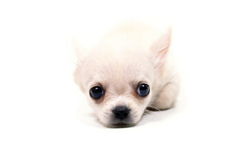 ふせる子犬　チワワ　スムースコート　白バック
