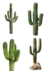 Fotobehang cacti - individual saguaro cactus isolated on transparent png background - 4 pack © Brian