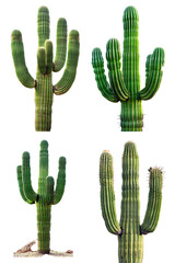 cacti - individual saguaro cactus isolated on transparent png background - 4 pack