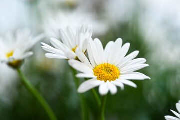 Selective focus of white cream flower with green leaves in garden, Argyranthemum frutescens known as Paris daisy or marguerite daisy, A perennial plant known for its flowers, Nature floral background.