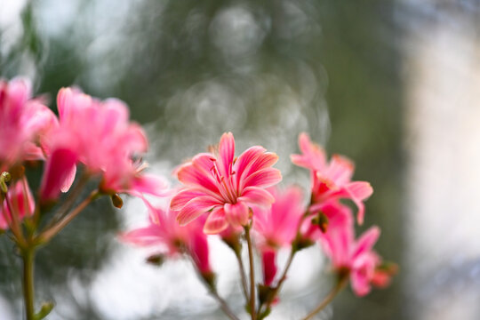 Beautiful blooming lewisia in sunny April,Lewisia cotyledon - Siskiyou lewisia - cliff maids