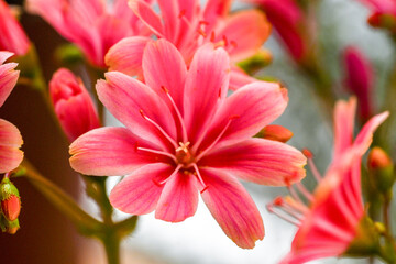 Obraz premium Beautiful blooming lewisia in sunny April,Lewisia cotyledon - Siskiyou lewisia - cliff maids