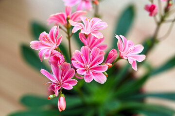 Beautiful blooming lewisia in sunny April,Lewisia cotyledon - Siskiyou lewisia - cliff maids