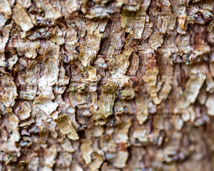 abstract texture, abstract tree growth, old tree trunk, nature prints on wood, suitable for background