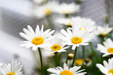 Selective focus of white cream flower with green leaves in garden, Argyranthemum frutescens known as Paris daisy or marguerite daisy, A perennial plant known for its flowers, Nature floral background.