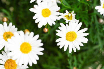 Fototapeta premium Selective focus of white cream flower with green leaves in garden, Argyranthemum frutescens known as Paris daisy or marguerite daisy, A perennial plant known for its flowers, Nature floral background.