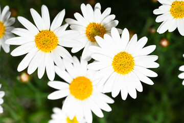Selective focus of white cream flower with green leaves in garden, Argyranthemum frutescens known as Paris daisy or marguerite daisy, A perennial plant known for its flowers, Nature floral background.