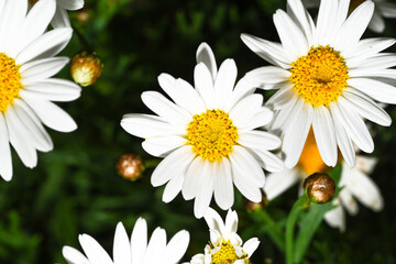 Fototapeta premium Selective focus of white cream flower with green leaves in garden, Argyranthemum frutescens known as Paris daisy or marguerite daisy, A perennial plant known for its flowers, Nature floral background.