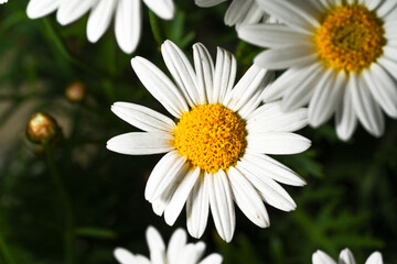 Fototapeta premium Selective focus of white cream flower with green leaves in garden, Argyranthemum frutescens known as Paris daisy or marguerite daisy, A perennial plant known for its flowers, Nature floral background.