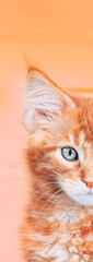 Small Kitten Face Copy Space Background In Calming Coral Color. Young Red Ginger Maine Coon. Maine Shag Amazing Pets. Portrait On Backdrop In Yellow Light Orange Colors. - 766169966