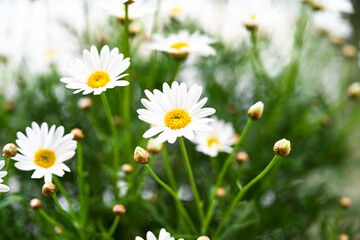 Selective focus of white cream flower with green leaves in garden, Argyranthemum frutescens known as Paris daisy or marguerite daisy, A perennial plant known for its flowers, Nature floral background.