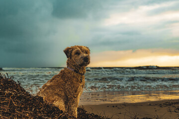 Coastal Canine Watch © Corey