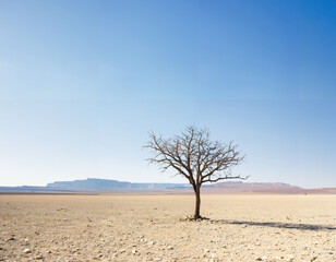 A lone tree standing resilient amidst a barren landscape - obrazy, fototapety, plakaty