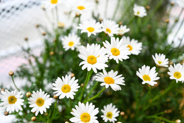Selective focus of white cream flower with green leaves in garden, Argyranthemum frutescens known as Paris daisy or marguerite daisy, A perennial plant known for its flowers, Nature floral background.