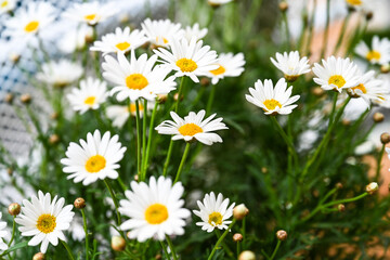 Fototapeta premium Selective focus of white cream flower with green leaves in garden, Argyranthemum frutescens known as Paris daisy or marguerite daisy, A perennial plant known for its flowers, Nature floral background.