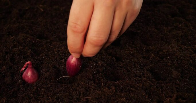 A woman plants bulbs in fertile black soil. Close-up. A woman's hand carefully plants an onion in the ground in a garden bed. A woman grows vegetables for her family in her garden.