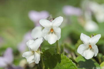 Obraz na płótnie Canvas Macro shot of white garden violets (Viola odorata).