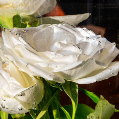 photo of a white rose dipped in water, colored water, abstraction, interesting texture, plants in water