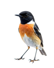 Obraz premium bird png