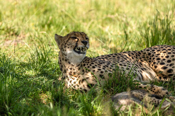 A female cheetah ( Acinonyx Jubatus) yawning, Olare Motorogi Conservancy, Kenya.