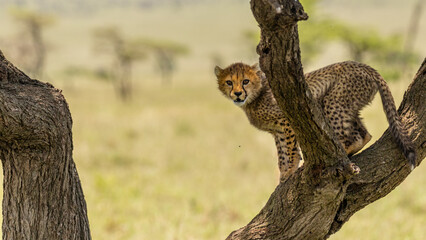 A cheetah cub ( Acinonyx Jubatus) climbing a tree, Olare Motorogi Conservancy, Kenya.