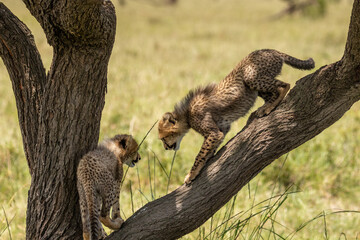 Cheetah cubs ( Acinonyx Jubatus) climbing a tree, Olare Motorogi Conservancy, Kenya.