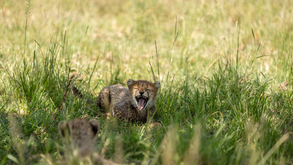 Naklejka na ściany i meble A cheetah cub ( Acinonyx Jubatus) yawning, Olare Motorogi Conservancy, Kenya.