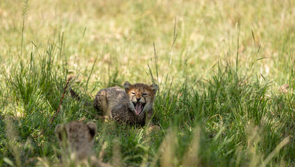A cheetah cub ( Acinonyx Jubatus) yawning, Olare Motorogi Conservancy, Kenya.
