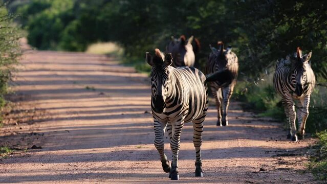  a herd of zebra walking down the road at sunset