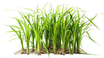 Obraz premium Tuft of bright green grass against transparent background