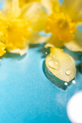 colorful splash with daffodils and water on a blue background, space for text