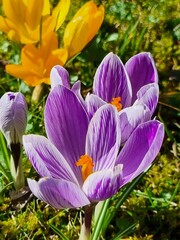 Closeup picture of the purple and white flower of a Crocus flowering during spring time in the...