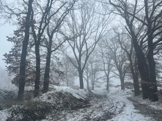 Leafless trees alley at the winter time, fog and snow, mysterious 
