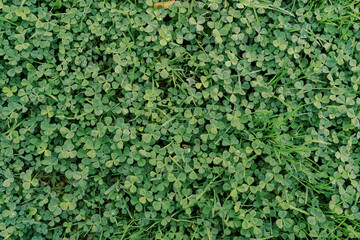 Dense green clover grows in the meadow. Top view