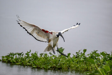 Ibis or ibis is the common name of the long-legged and bare-headed bird species that form the...
