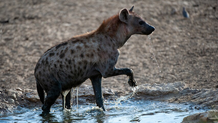 Spotted Hyaena ( Crocuta crocuta ) Kgalagadi Transfrontier  Park, South Africa