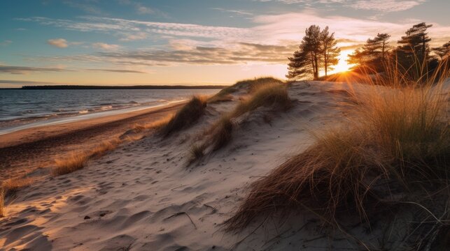 The sand dunes or dyke at Dutch north sea coastline with european marram grass (beach grass) with soft golden sunlight in the evening before the sunset