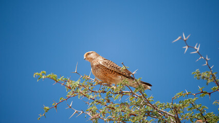 Greater Kestrel (Falco rupicoloides) Kgalagadi Transfrontier  Park, South Africa