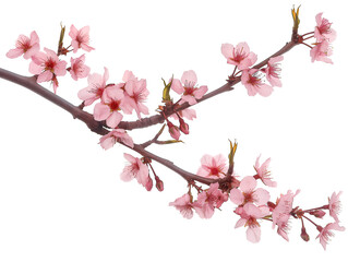 Obraz premium Sakura branch on transparent background