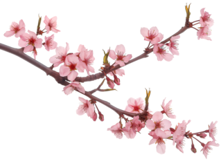 Sakura branch on transparent background