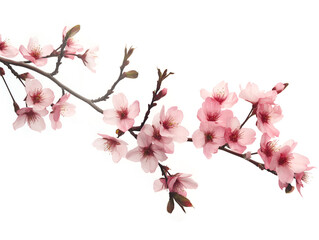 Sakura branch on transparent background